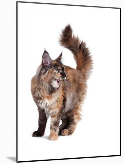 Maine Coon Cat-Fabio Petroni-Mounted Photographic Print