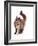 Maine Coon Cat-Fabio Petroni-Framed Photographic Print