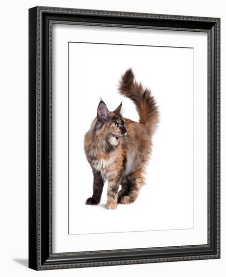 Maine Coon Cat-Fabio Petroni-Framed Photographic Print