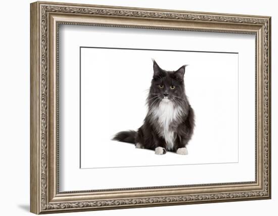 Maine Coon Cat-Fabio Petroni-Framed Photographic Print