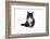 Maine Coon Cat-Fabio Petroni-Framed Photographic Print