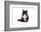 Maine Coon Cat-Fabio Petroni-Framed Photographic Print