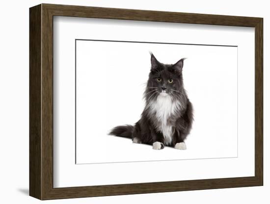 Maine Coon Cat-Fabio Petroni-Framed Photographic Print