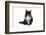 Maine Coon Cat-Fabio Petroni-Framed Photographic Print