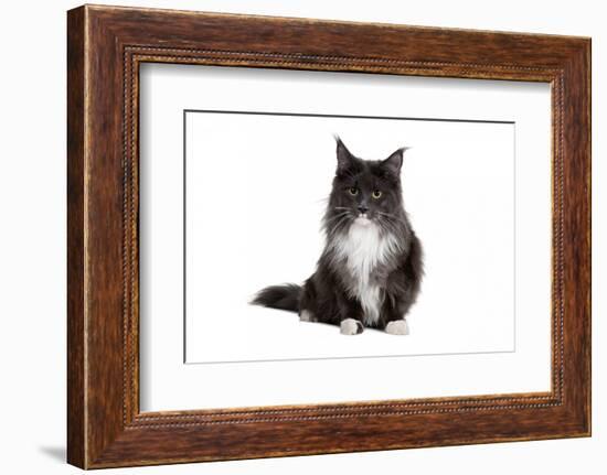 Maine Coon Cat-Fabio Petroni-Framed Photographic Print