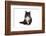 Maine Coon Cat-Fabio Petroni-Framed Photographic Print