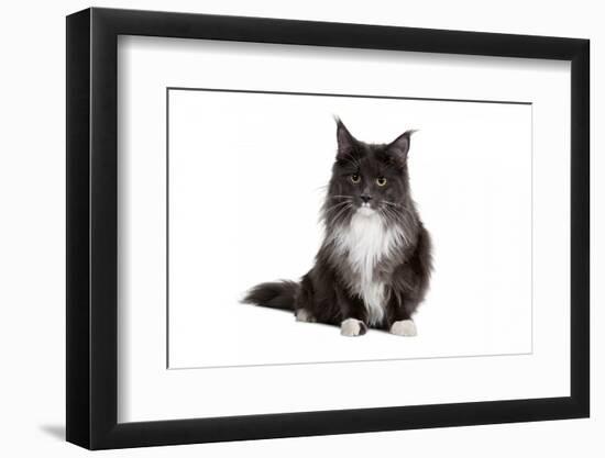 Maine Coon Cat-Fabio Petroni-Framed Photographic Print