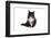 Maine Coon Cat-Fabio Petroni-Framed Photographic Print