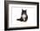 Maine Coon Cat-Fabio Petroni-Framed Photographic Print