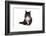 Maine Coon Cat-Fabio Petroni-Framed Photographic Print