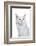 Maine Coon Cat-Fabio Petroni-Framed Photographic Print