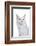 Maine Coon Cat-Fabio Petroni-Framed Photographic Print