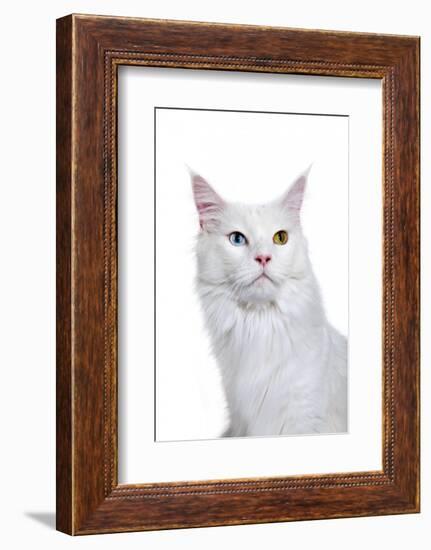 Maine Coon Cat-Fabio Petroni-Framed Photographic Print