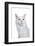 Maine Coon Cat-Fabio Petroni-Framed Photographic Print