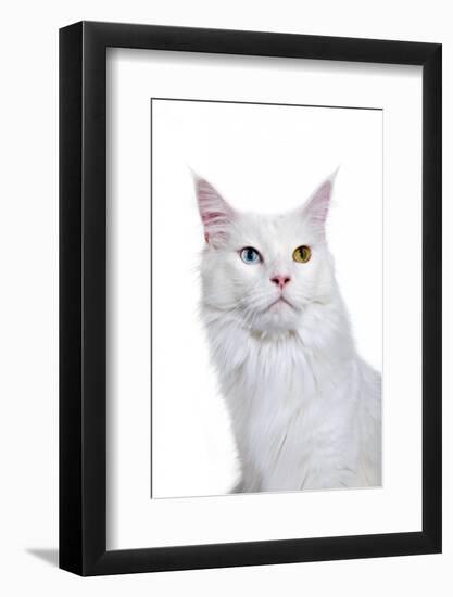 Maine Coon Cat-Fabio Petroni-Framed Photographic Print