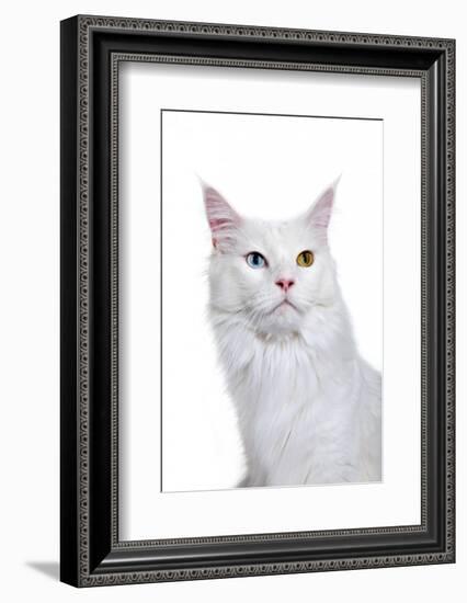 Maine Coon Cat-Fabio Petroni-Framed Photographic Print
