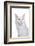 Maine Coon Cat-Fabio Petroni-Framed Photographic Print