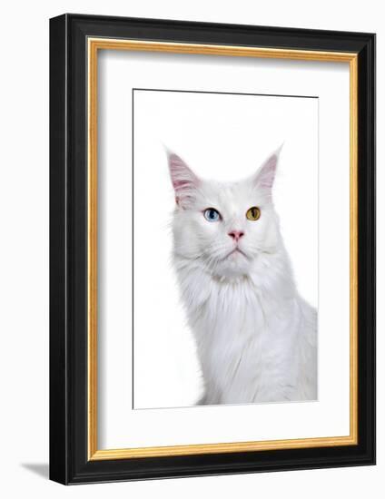 Maine Coon Cat-Fabio Petroni-Framed Photographic Print