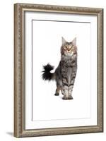 Maine Coon Cat-Fabio Petroni-Framed Photographic Print