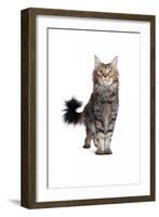 Maine Coon Cat-Fabio Petroni-Framed Photographic Print
