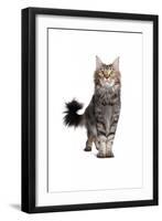 Maine Coon Cat-Fabio Petroni-Framed Photographic Print