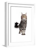 Maine Coon Cat-Fabio Petroni-Framed Photographic Print