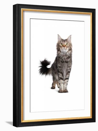 Maine Coon Cat-Fabio Petroni-Framed Photographic Print