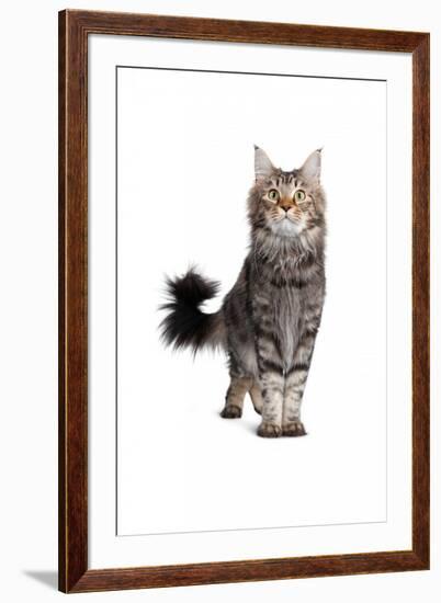 Maine Coon Cat-Fabio Petroni-Framed Photographic Print