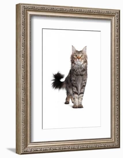 Maine Coon Cat-Fabio Petroni-Framed Photographic Print