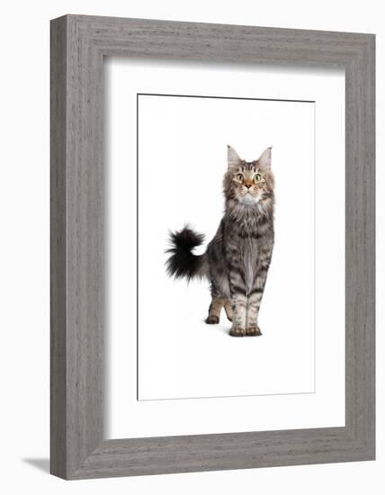 Maine Coon Cat-Fabio Petroni-Framed Photographic Print