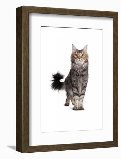 Maine Coon Cat-Fabio Petroni-Framed Photographic Print