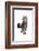 Maine Coon Cat-Fabio Petroni-Framed Photographic Print