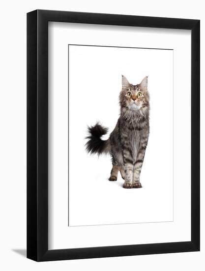 Maine Coon Cat-Fabio Petroni-Framed Photographic Print