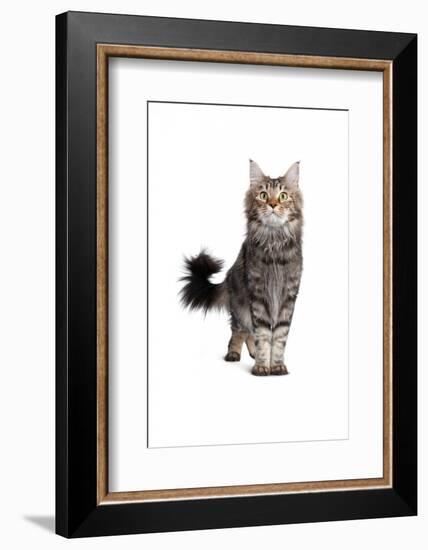 Maine Coon Cat-Fabio Petroni-Framed Photographic Print