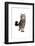 Maine Coon Cat-Fabio Petroni-Framed Photographic Print