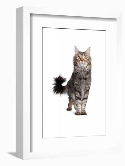 Maine Coon Cat-Fabio Petroni-Framed Photographic Print