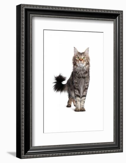 Maine Coon Cat-Fabio Petroni-Framed Photographic Print