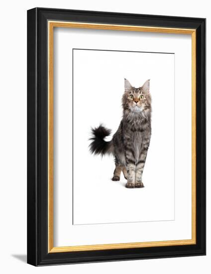 Maine Coon Cat-Fabio Petroni-Framed Photographic Print