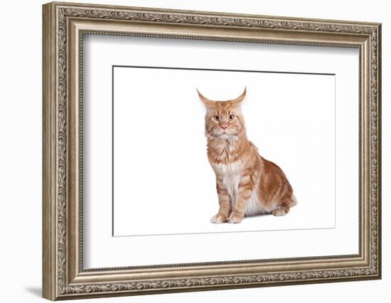 Maine Coon Cat-Fabio Petroni-Framed Photographic Print