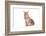 Maine Coon Cat-Fabio Petroni-Framed Photographic Print