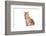 Maine Coon Cat-Fabio Petroni-Framed Photographic Print