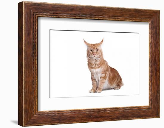 Maine Coon Cat-Fabio Petroni-Framed Photographic Print