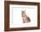 Maine Coon Cat-Fabio Petroni-Framed Photographic Print