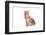 Maine Coon Cat-Fabio Petroni-Framed Photographic Print