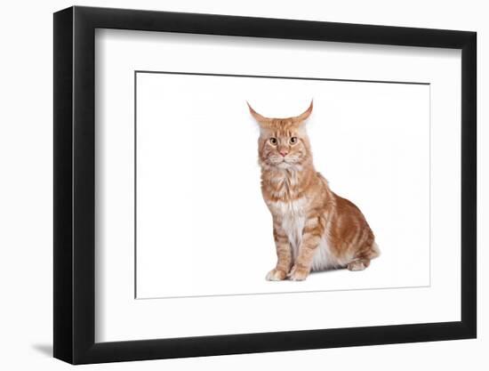 Maine Coon Cat-Fabio Petroni-Framed Photographic Print