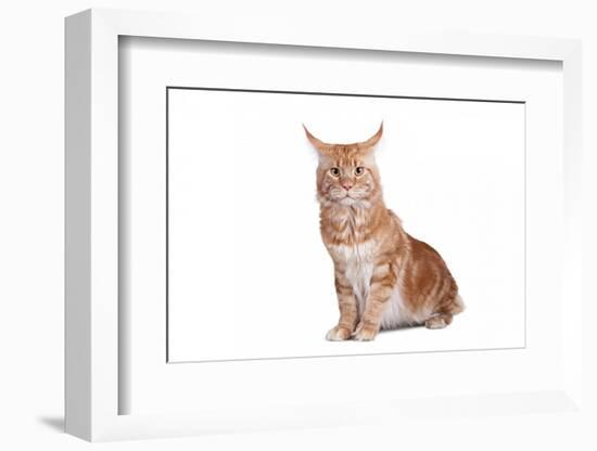 Maine Coon Cat-Fabio Petroni-Framed Photographic Print