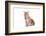 Maine Coon Cat-Fabio Petroni-Framed Photographic Print