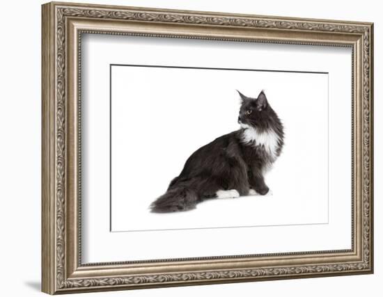 Maine Coon Cat-Fabio Petroni-Framed Photographic Print