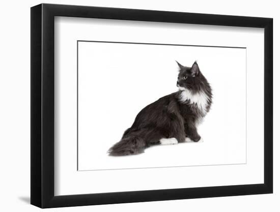 Maine Coon Cat-Fabio Petroni-Framed Photographic Print