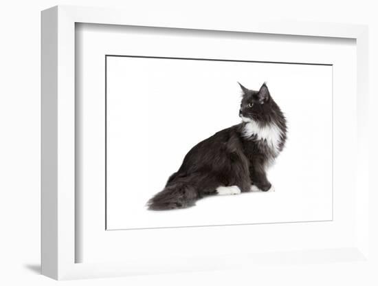 Maine Coon Cat-Fabio Petroni-Framed Photographic Print